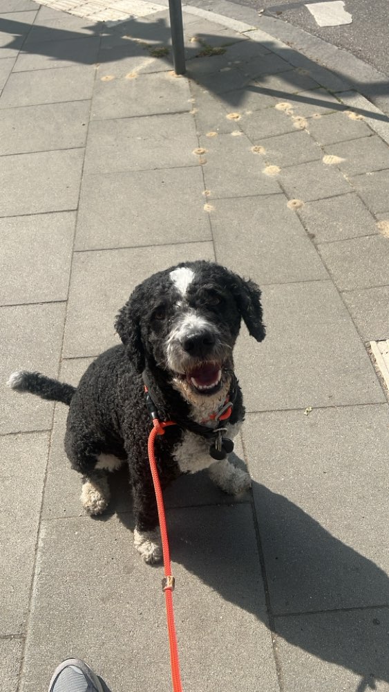 Hundetreffen-Social Walks-Profilbild