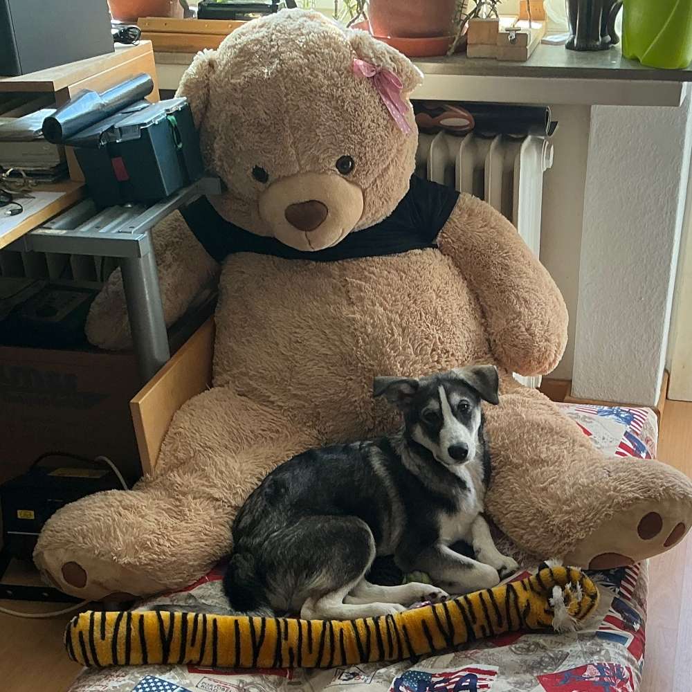 Hundetreffen-🐾 Pfotenfreunde gesucht – gemeinsam statt einsam! ❤️-Profilbild