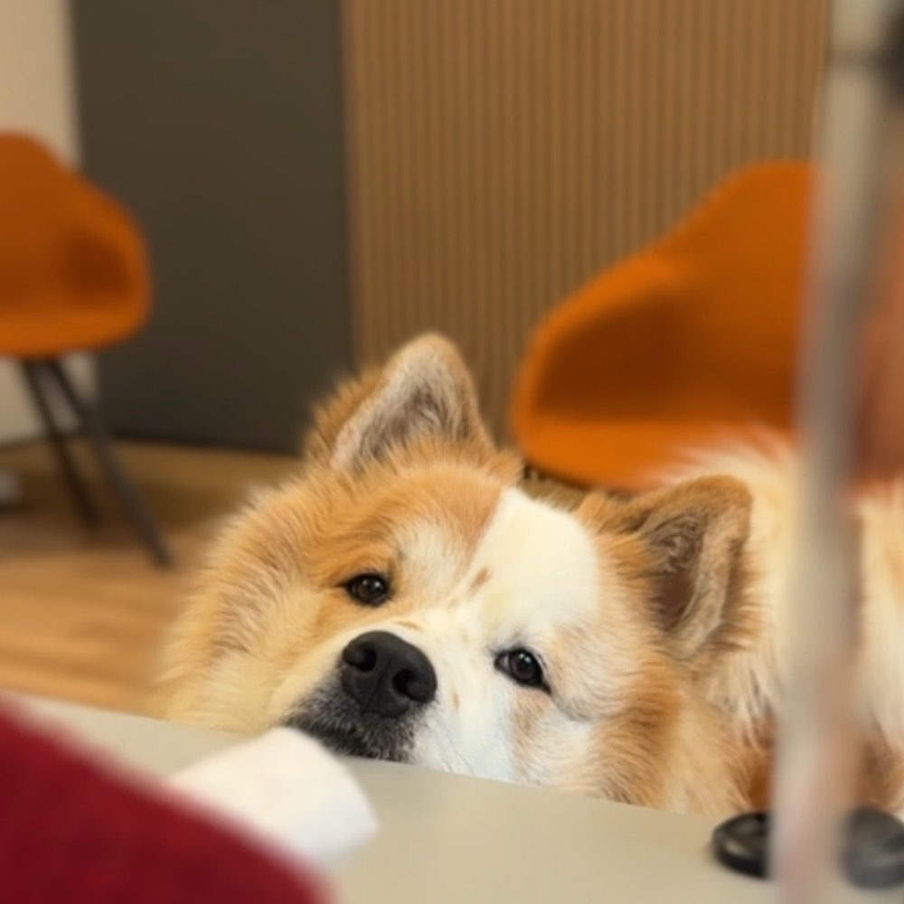 Hundetreffen-Social Walk & Spielen-Profilbild