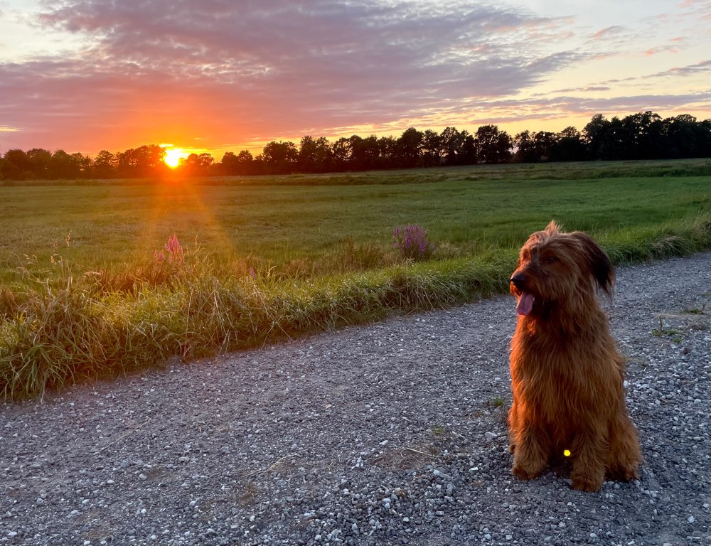 Hundetreffen-Kleine gemeinsame Wanderungen im Freilauf-Profilbild