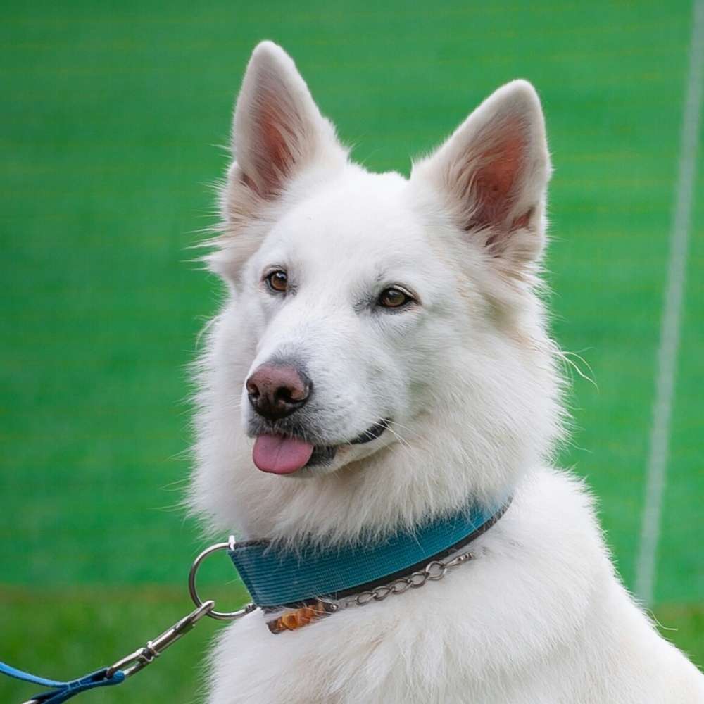 Hundetreffen-Training, spazieren gehen, spielen-Profilbild