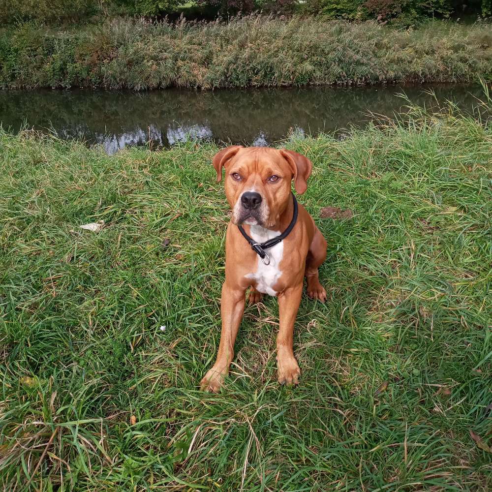 Hundetreffen-Spielgefährten-Profilbild