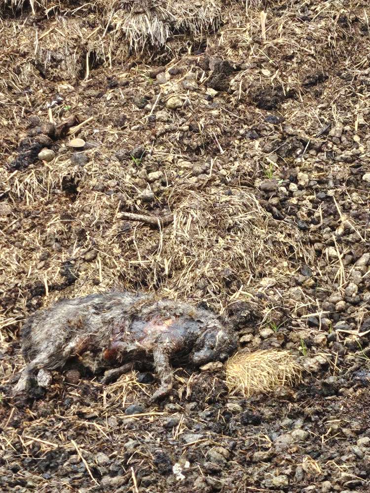 Giftköder-Totes Tier-Profilbild