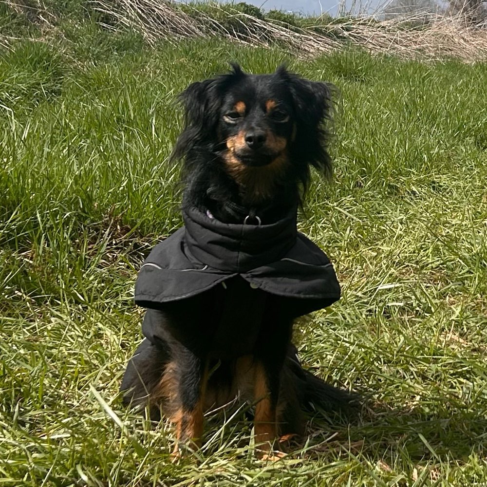 Hundetreffen-Abendgassi Parterinnen gesucht-Profilbild