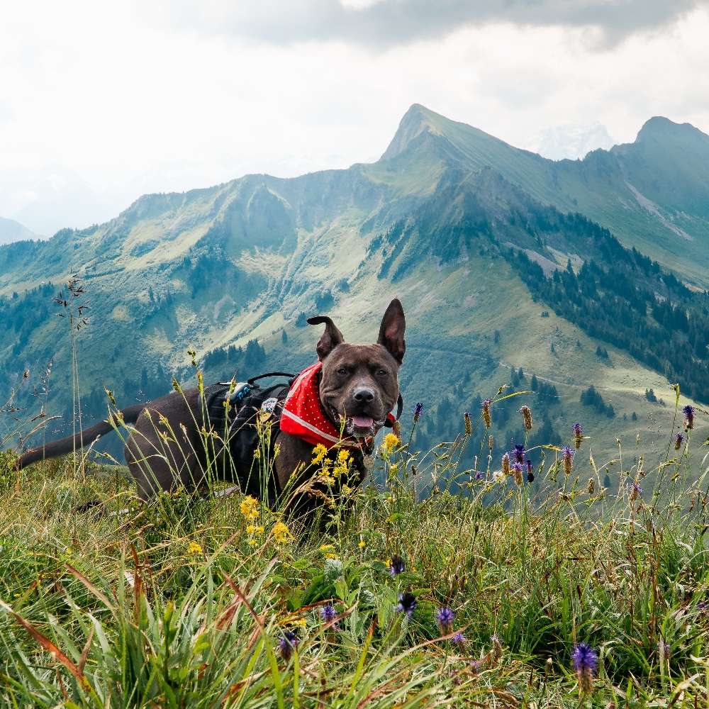 Hundetreffen-Gemeinsame Spaziergänge ⛵🔆🐕-Profilbild