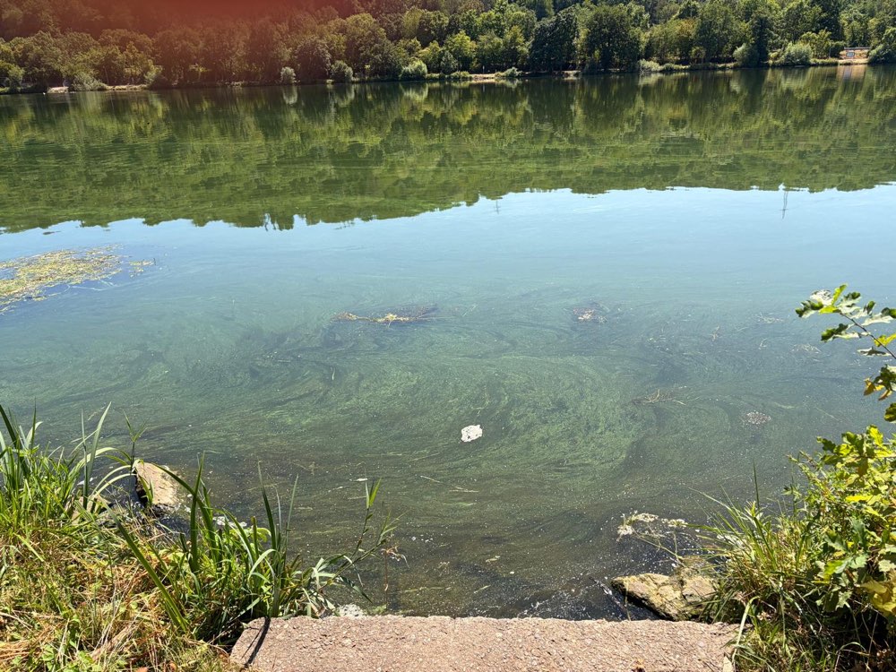 Giftköder-Mgl. Blaualgen an der Mosel-Profilbild