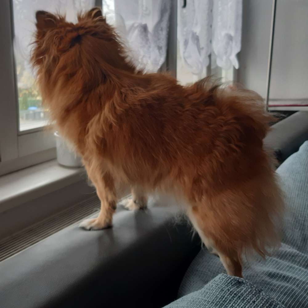 Hundetreffen-Gassi - und Spielkumpel gesucht!-Profilbild