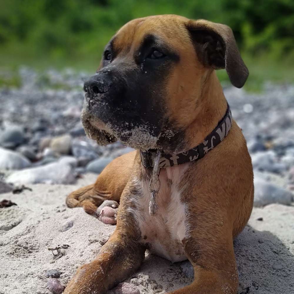 Hundetreffen-Spielpartner gesucht-Profilbild