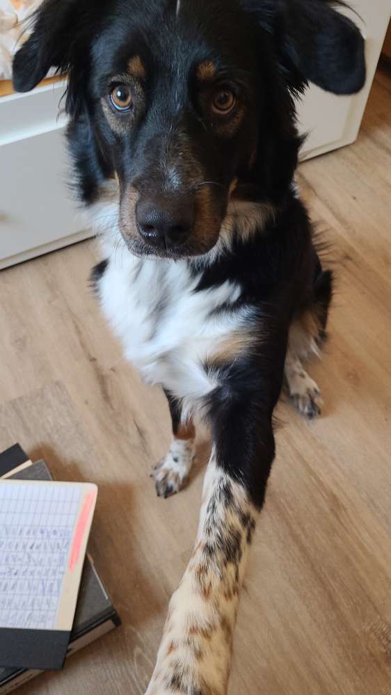 Hundetreffen-Gemeinsame Gassirunde/Toberunde-Profilbild