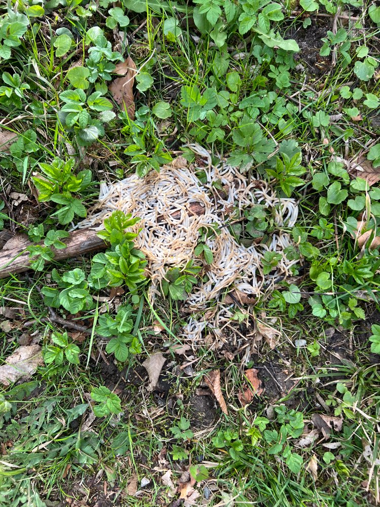 Giftköder-Giftköder-Profilbild