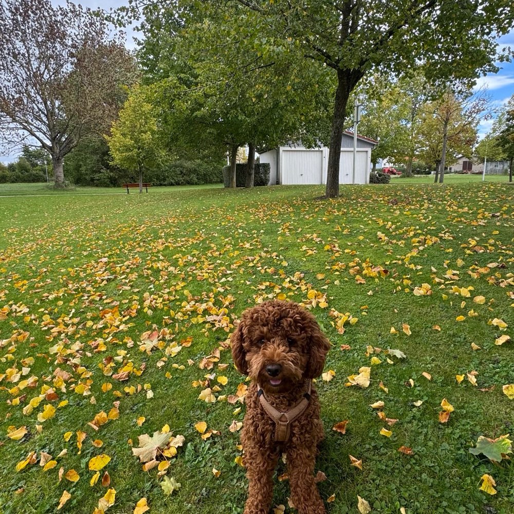 Hundetreffen-Welpentreffen in Rothenburg ob der Tauber-Profilbild