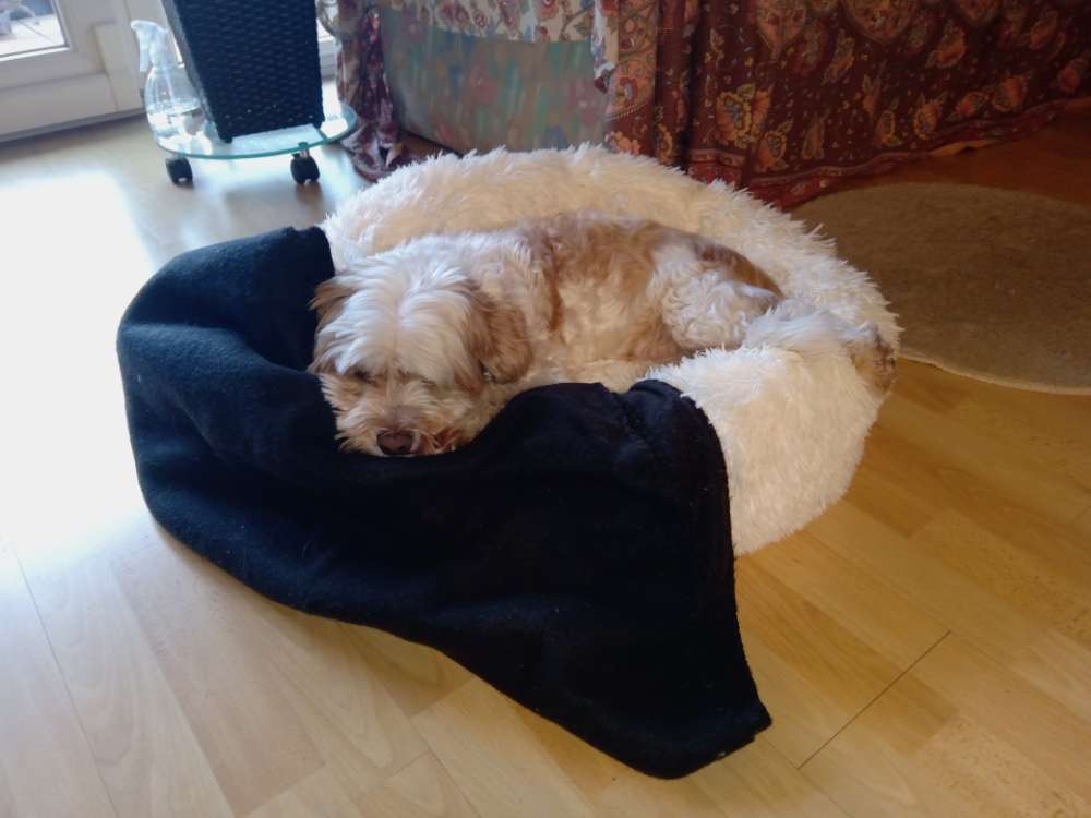 Hundetreffen-Suche Urlaubsbetreuung eine Woche im Juni-Profilbild