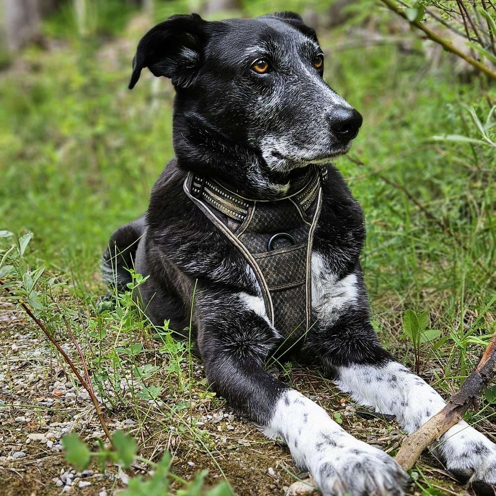 Hundetreffen-Hundebekanntschaften-Profilbild