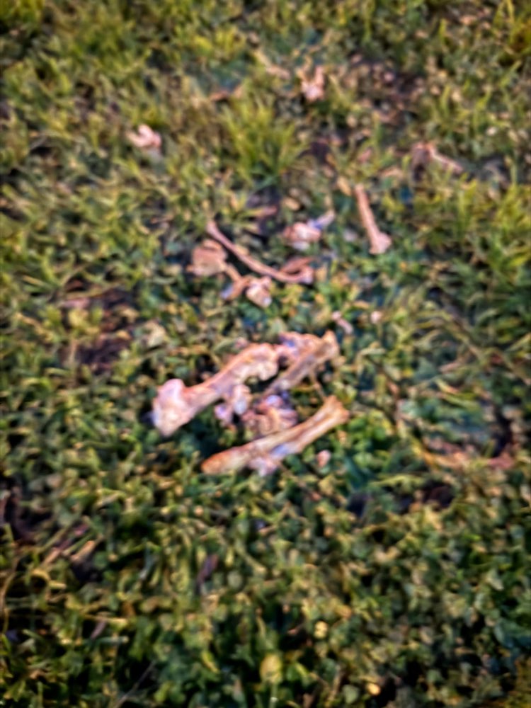 Giftköder-Giftköder-Profilbild