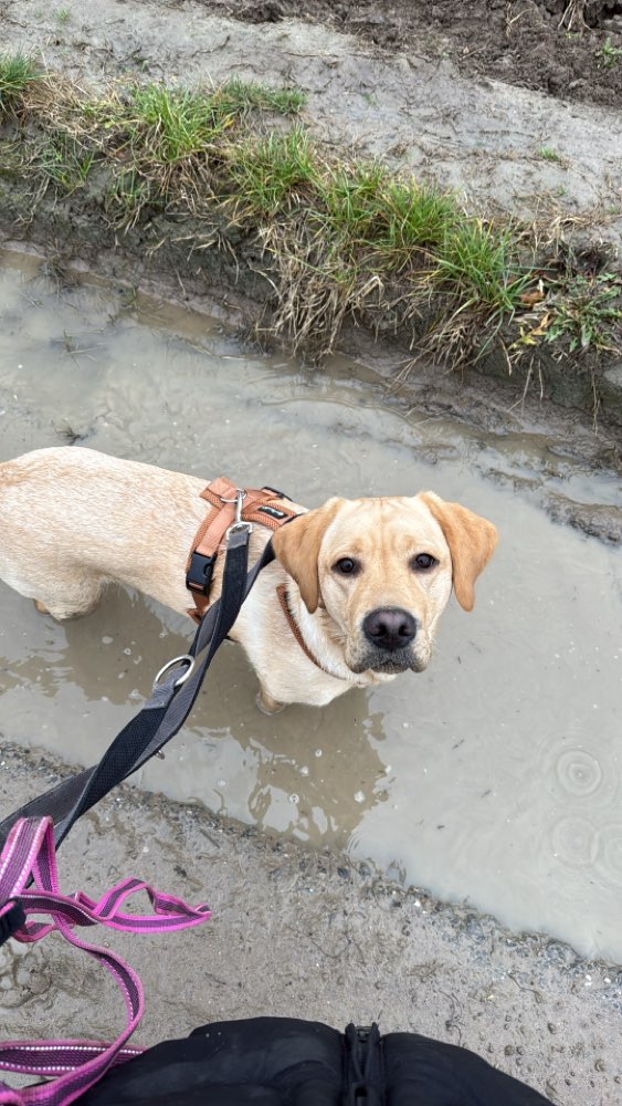 Hundetreffen-Mein Labbi Mädchen sucht Hunde zum spielen-Profilbild
