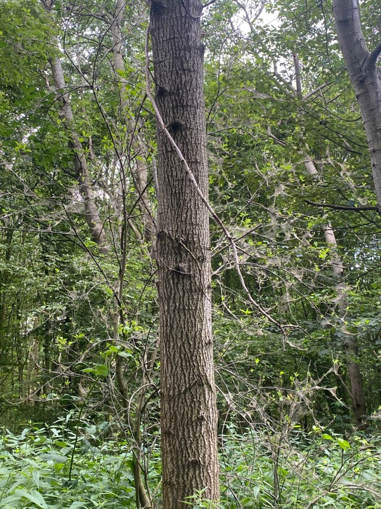 Giftköder-Eichenprozessionsspinner-Profilbild