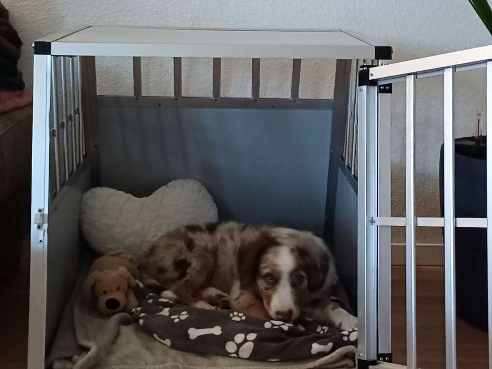 Hundetreffen-Welpentreffen/Gassirunde-Profilbild