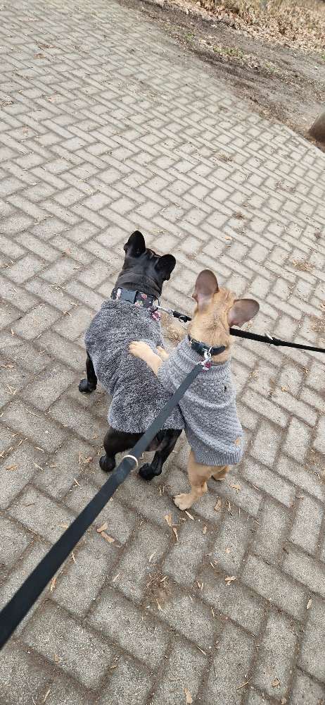 Hundetreffen-Welpen/ Junghundtreffen-Profilbild