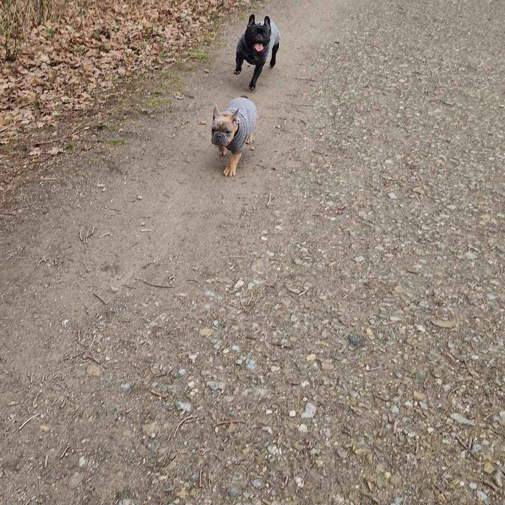 Hundetreffen-Bulli sucht Bullis ♡-Profilbild