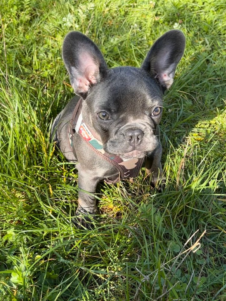 Hundetreffen-Welpen treffen-Profilbild
