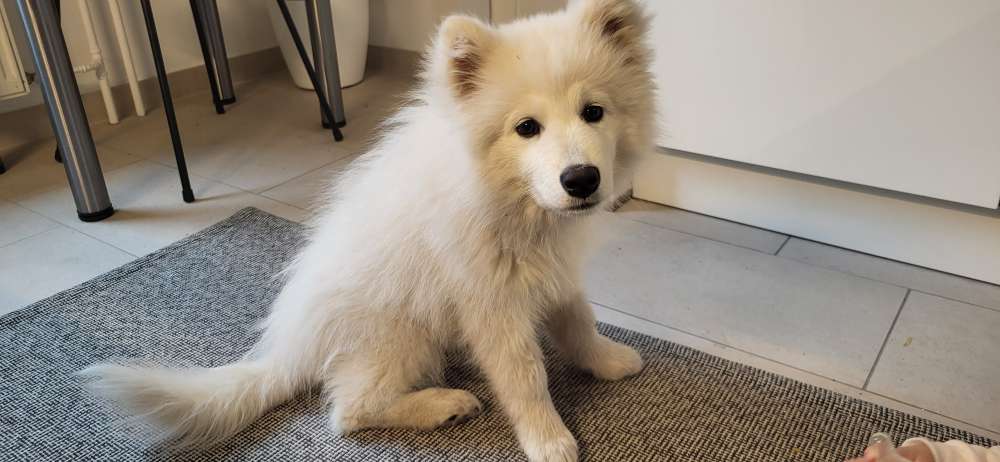 Hundetreffen-Welpen/Junghundetreffen nähe Mühlenbecker Land-Profilbild