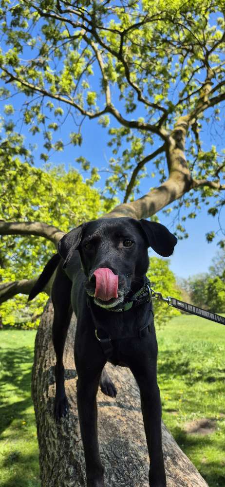 Hundetreffen-Begenungs Training-Profilbild