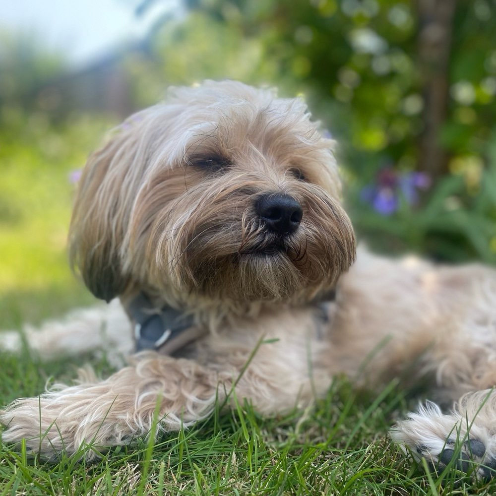 Hundetreffen-Gassifreund/ Spielfreund-Profilbild