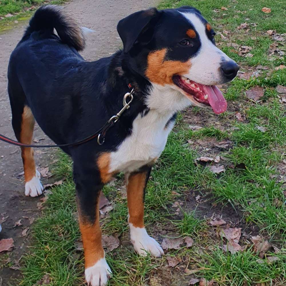 Hundetreffen-Gassi gehen und spielen-Profilbild