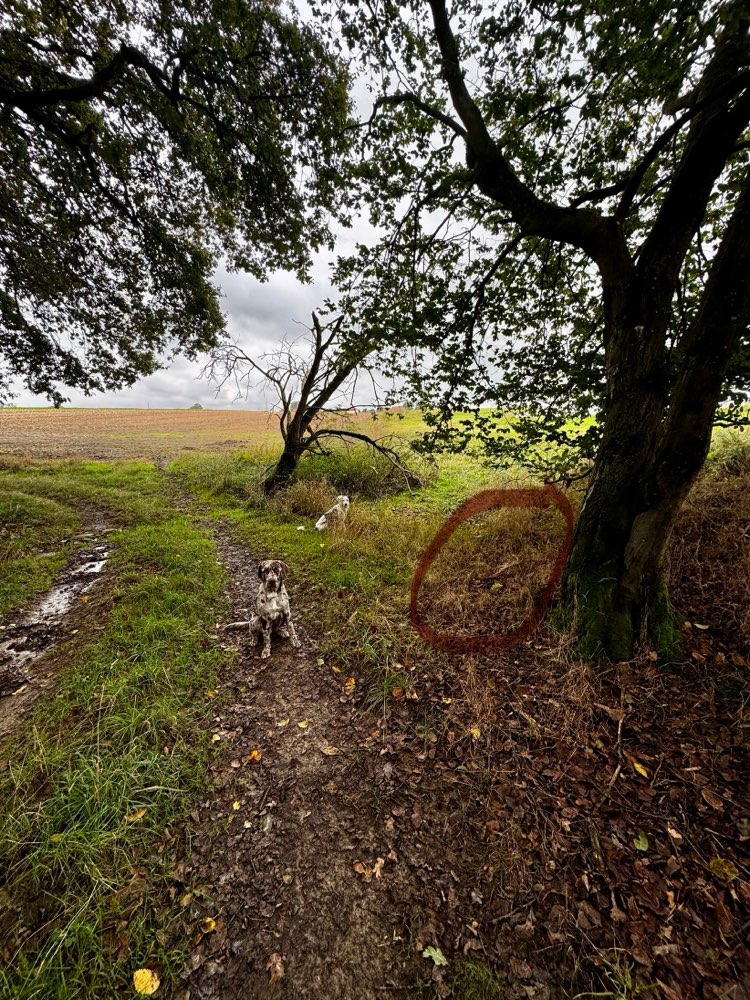 Giftköder-Gerissenes Reh Kitz-Profilbild