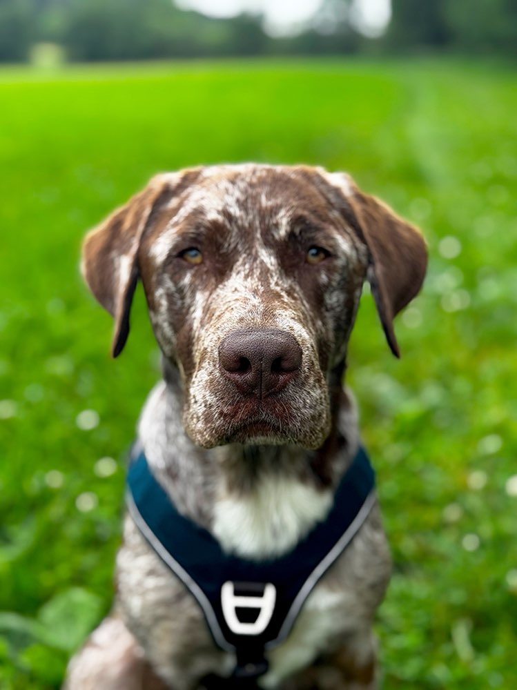 Hundetreffen-Training und Spiel-Profilbild