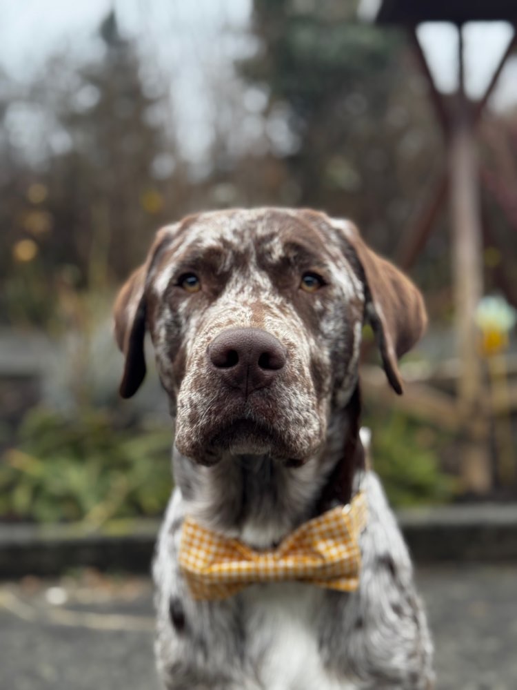 Hundetreffen-Neue Kontakte, Spielrunden-Profilbild