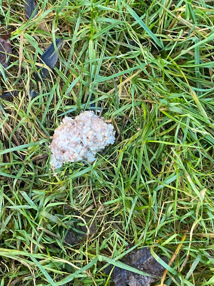 Giftköder-Giftköder-Profilbild