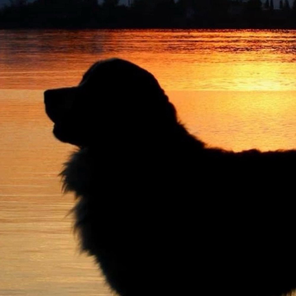 Hundetreffen-Hundekumpel und Hundekumpelinen gesucht-Profilbild