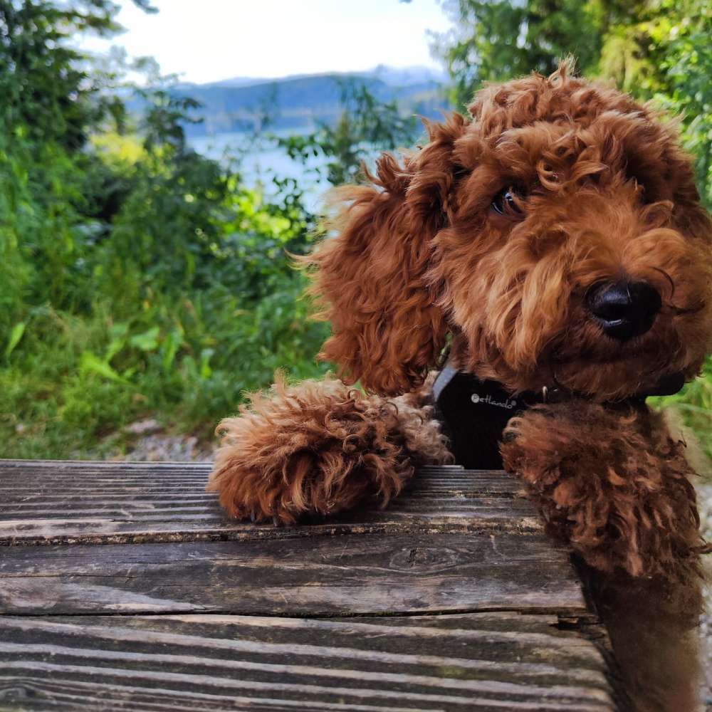 Hundetreffen-Spielen oder spazieren gehen-Profilbild