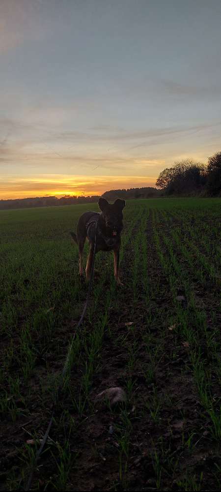 Hundetreffen-Regelmäßig Gassirunden-Profilbild