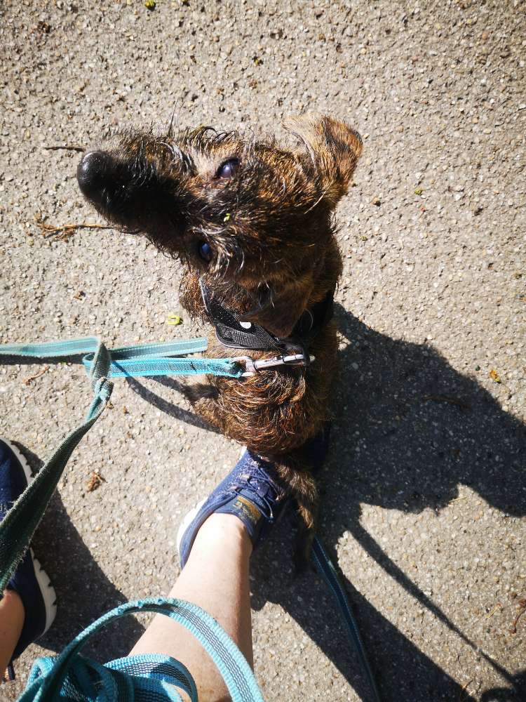 Hundetreffen-Zusammen macht es mehr Spaß-Profilbild