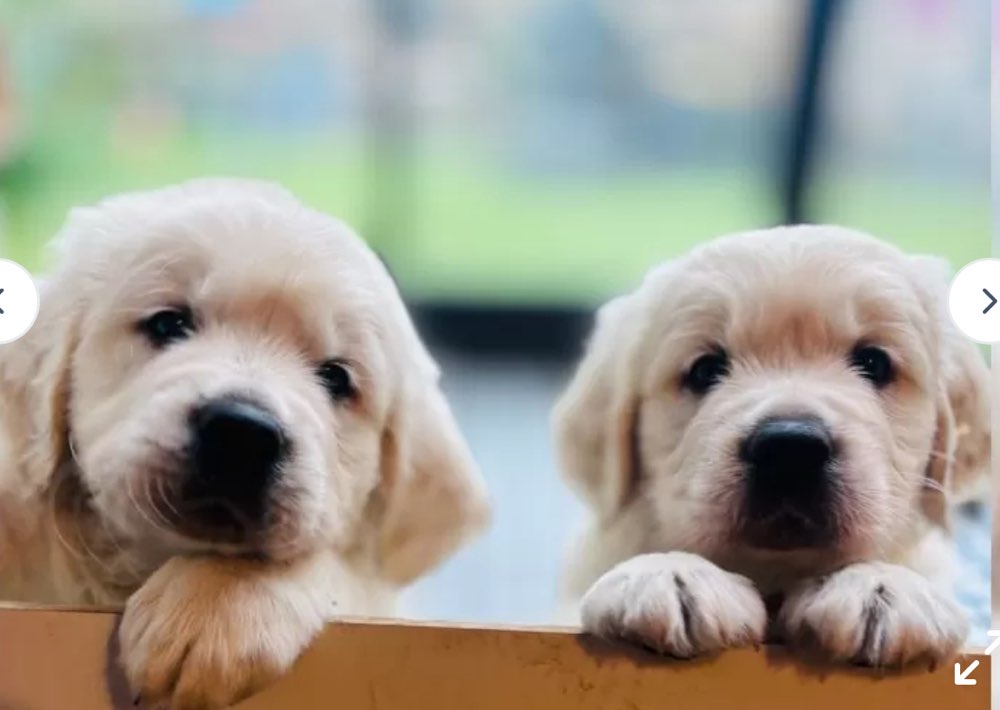 Hundetreffen-Wilder Welpen Walk 🌪️🐾😂-Profilbild