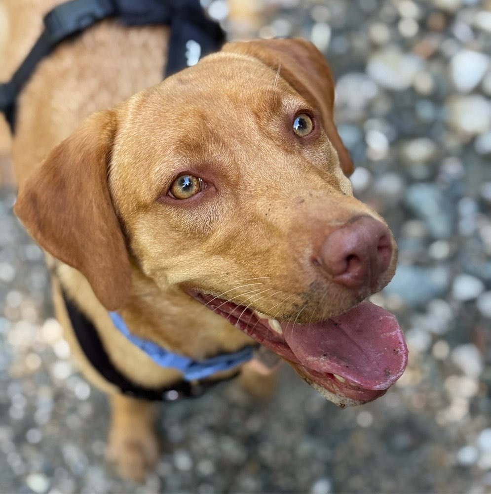 Hundetreffen-Gassi Runden & Spiel Spaß & Hundefreunde-Profilbild