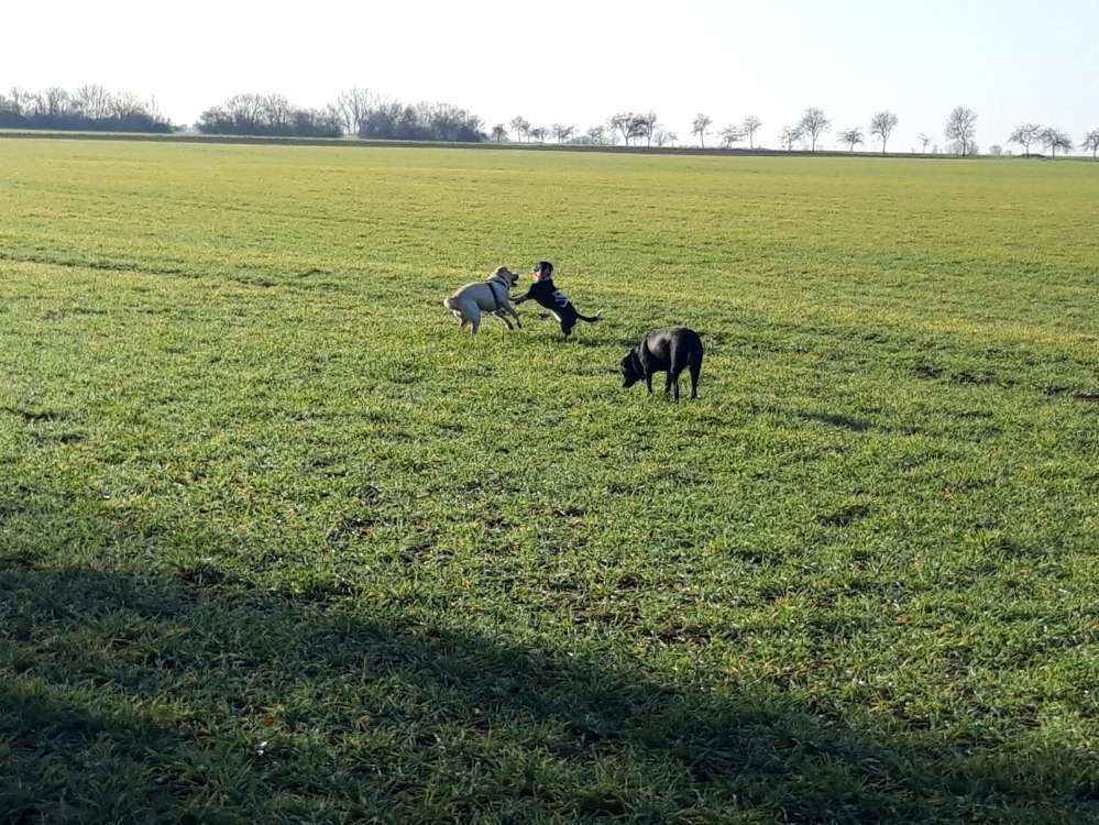 Hundetreffen-Großer Spaziergang-Profilbild