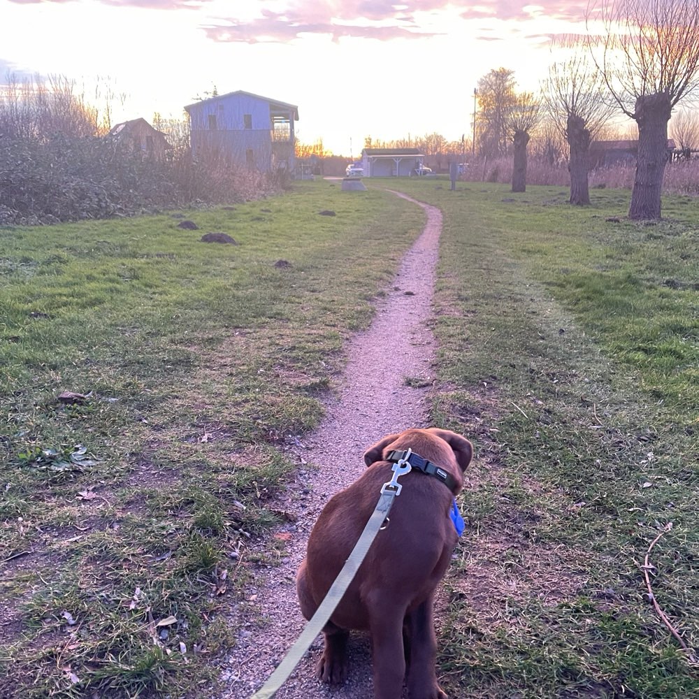 Hundetreffen-Gassi- & Spielpartner-Profilbild