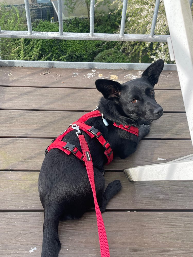 Hundetreffen-Treffen für kleinere Hunde in Mauritz-Profilbild