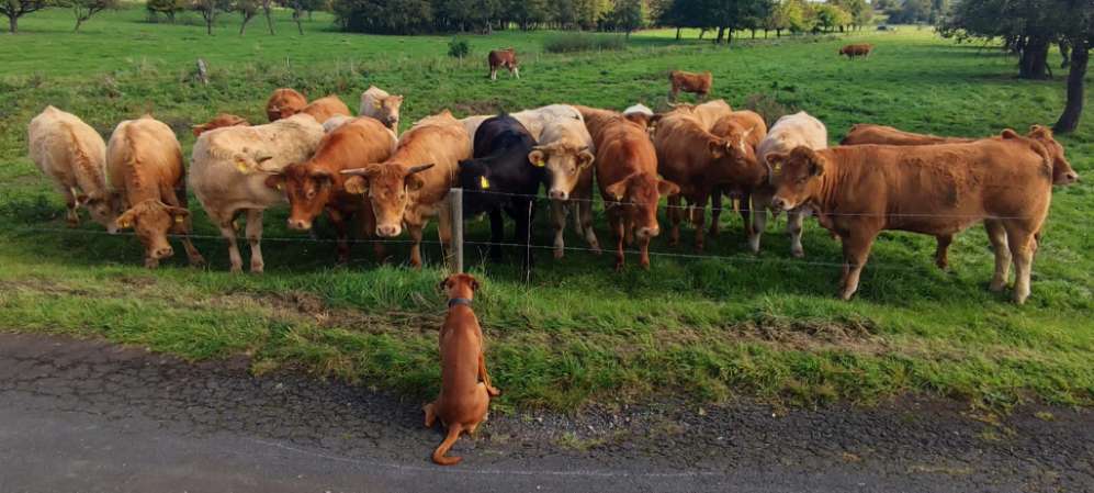 Hundetreffen-Spiel- und Gassifreunde gesucht-Profilbild