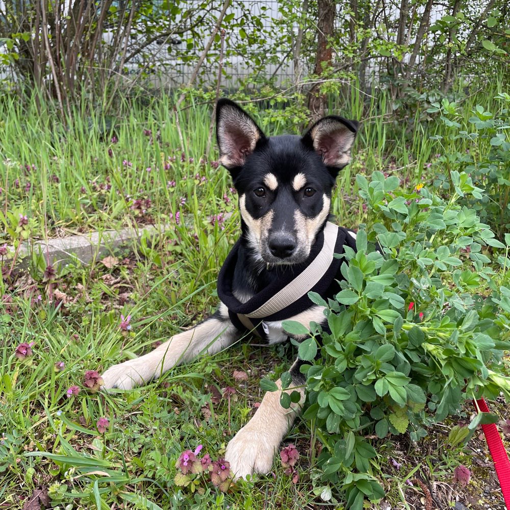 Hundetreffen-Gassi Partner in abenheim-Profilbild