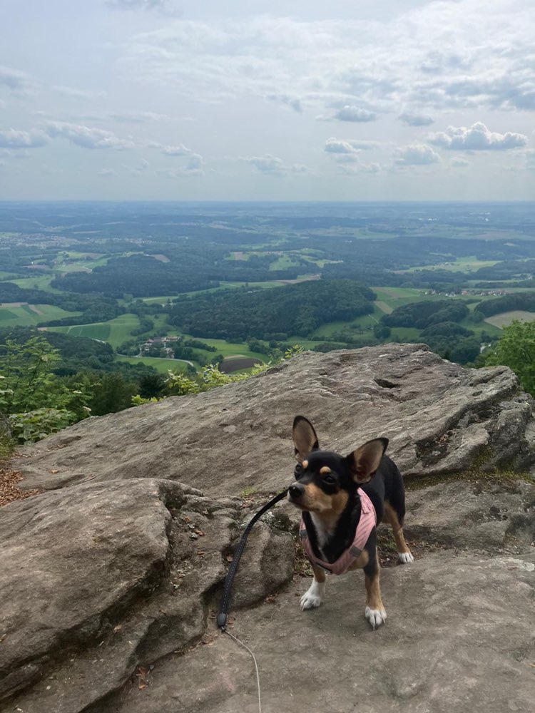 Hundetreffen-Gassirunde für Kleinhunde-Profilbild