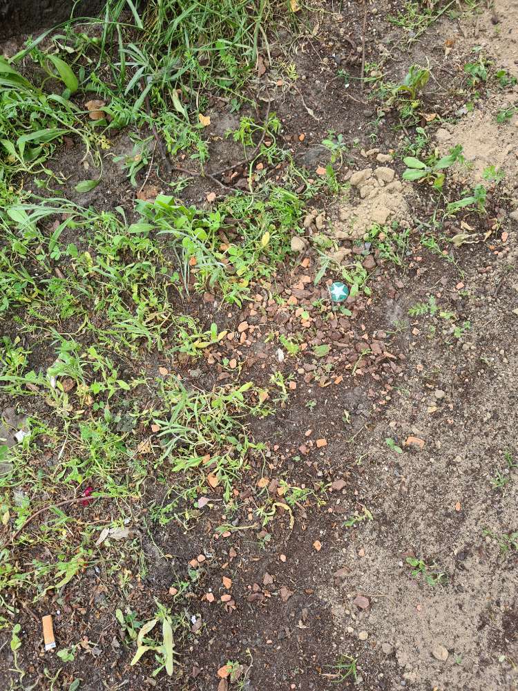 Giftköder-Möglicherweise Giftweizen-Profilbild