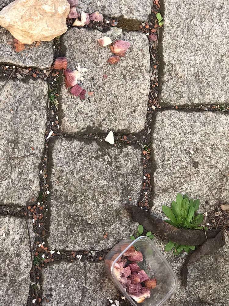 Giftköder-Rattengift-Profilbild