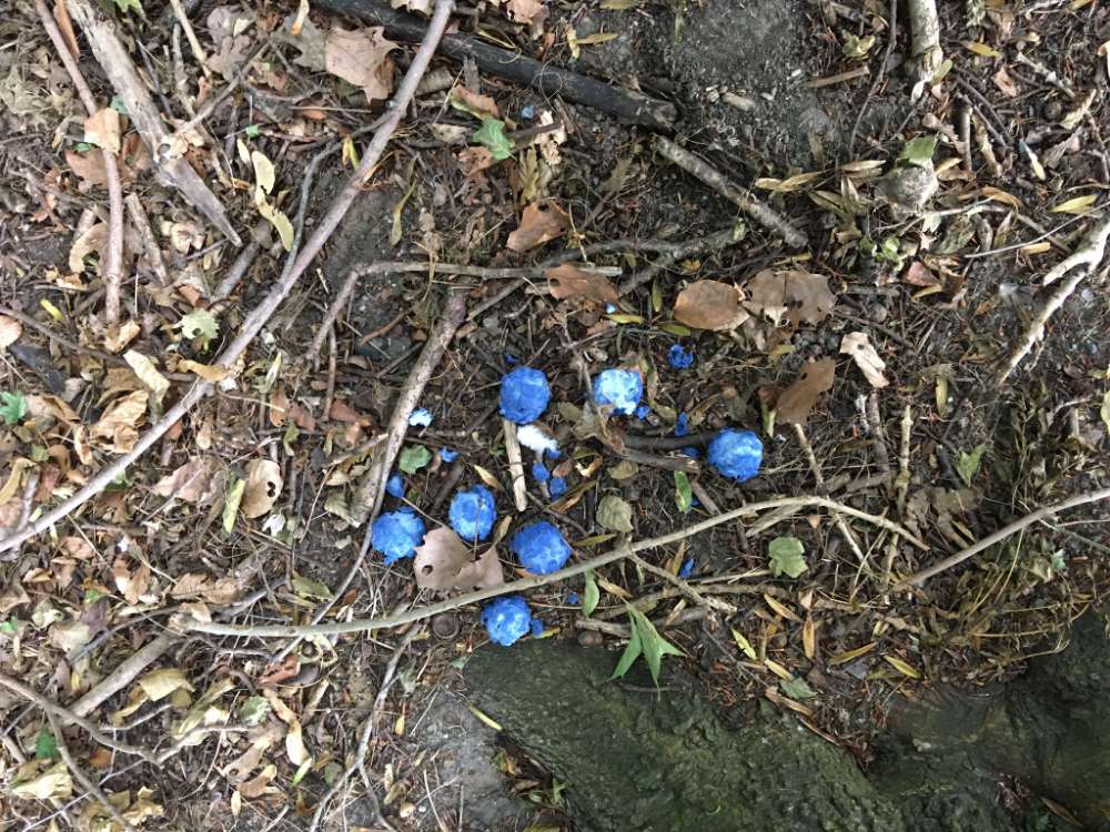 Giftköder-Giftköder Wäldchen Weseler-Str.-Profilbild