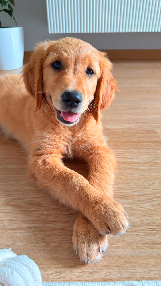 Hundetreffen-Hundefreund/in gesucht!-Profilbild