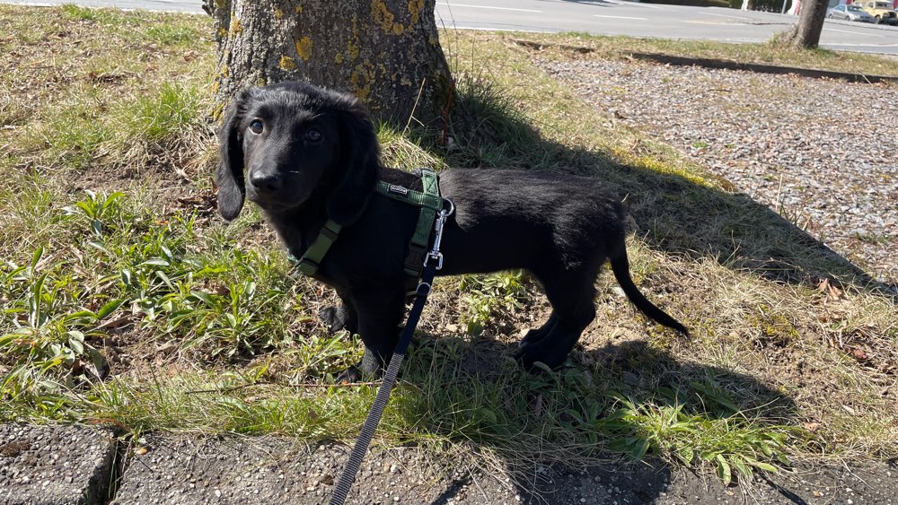 Hundetreffen-Junghundtreffen zum Spielen und Sozialisieren (kleine Hunde)-Profilbild