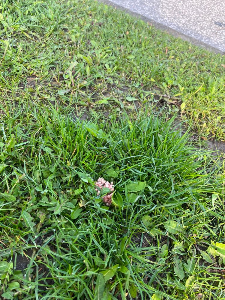 Giftköder-Giftköder Hackfleisch-Profilbild